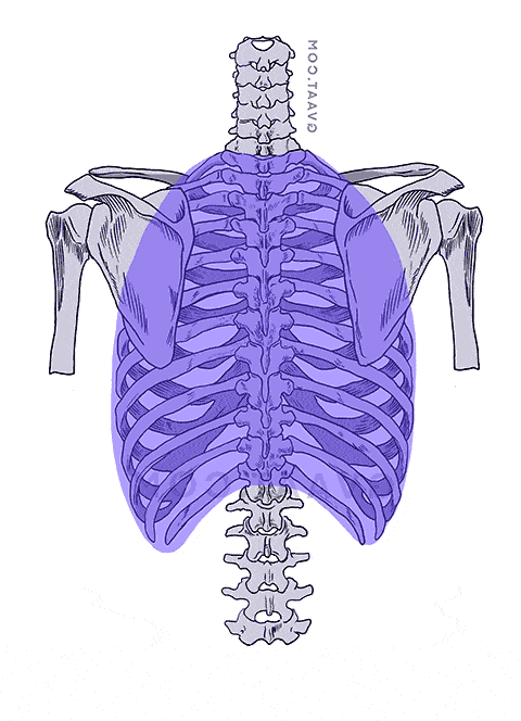 how to draw the human back ribcage
