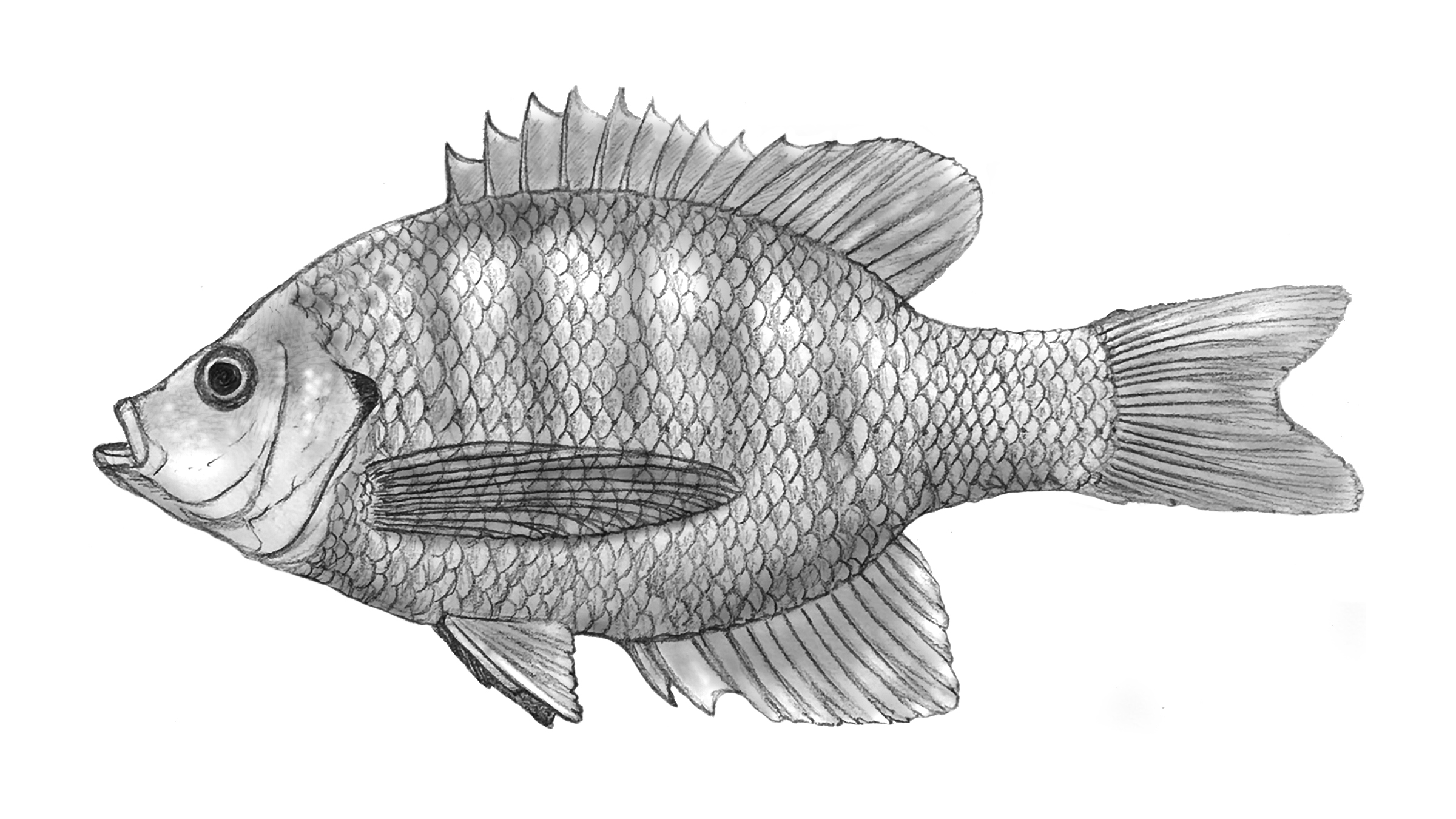 fish 12 1